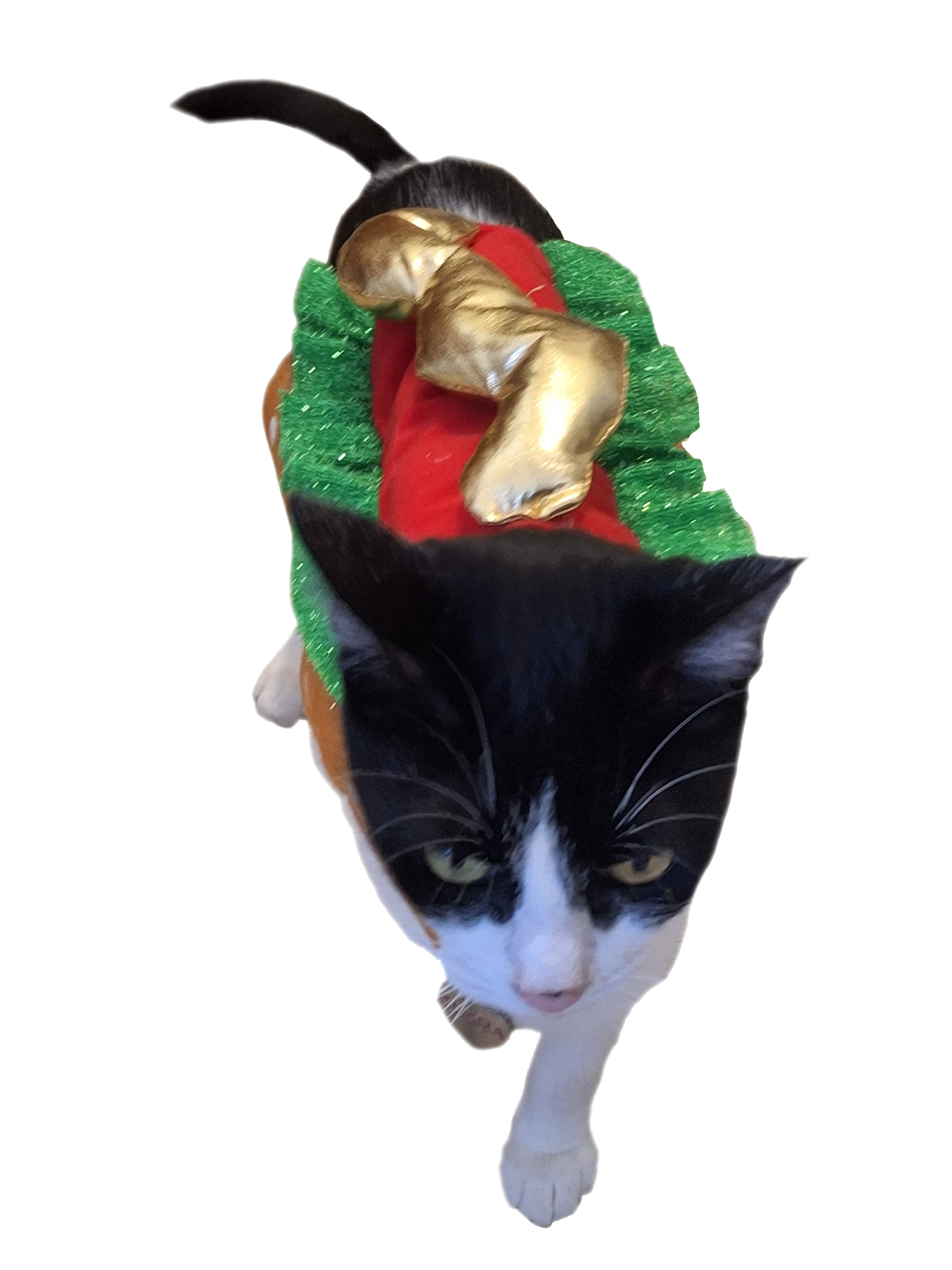 Clara, my cat, dressed as a hot dog