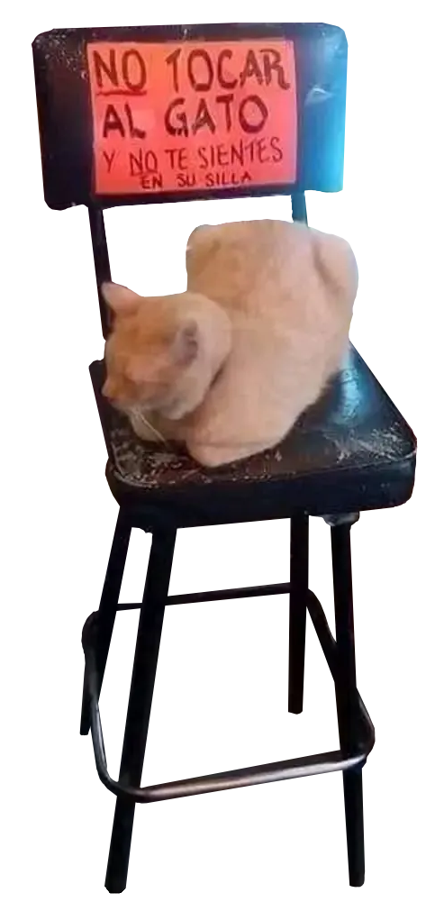 a cat on a chair