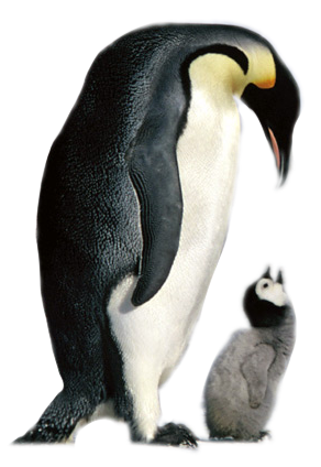 a baby penguin and parent