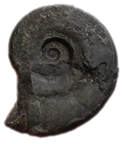 ammonite fossil
