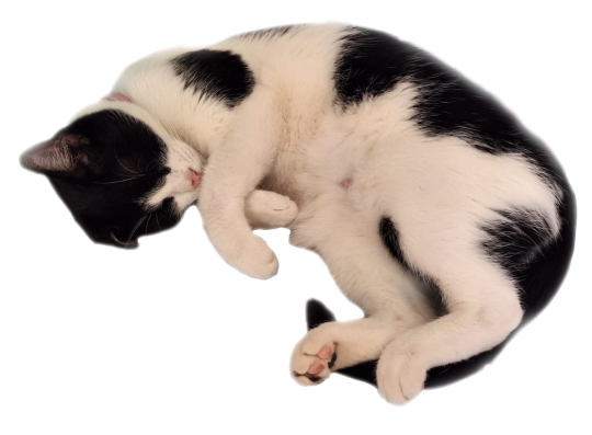 my cat clara i love her